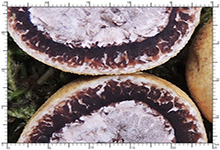 Elaphomyces decipiens